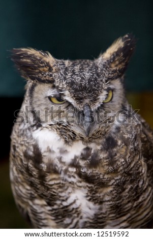 Vertical image of a great  horned owl perched with copy-space above