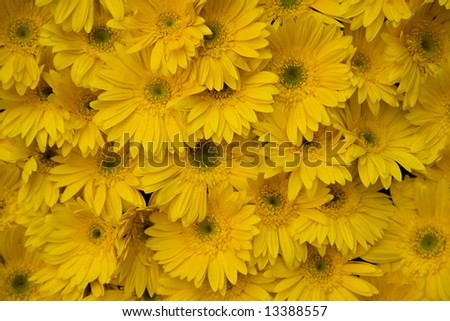 Many yellow daisies forming a solid background