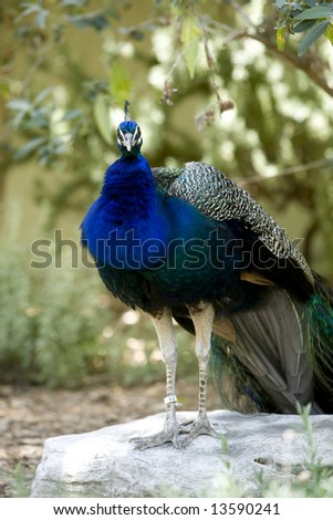 A male Indian blue peafowl (peacock) standing on a rock with ruffled feathers.