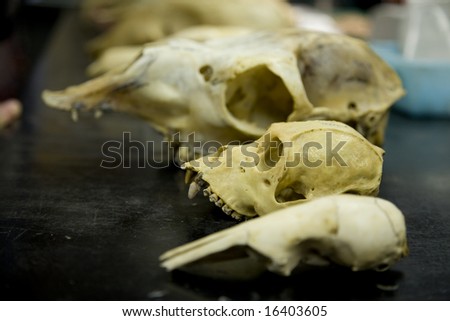 A collection of animal skulls, with sharp focus on a howler monkey skull.