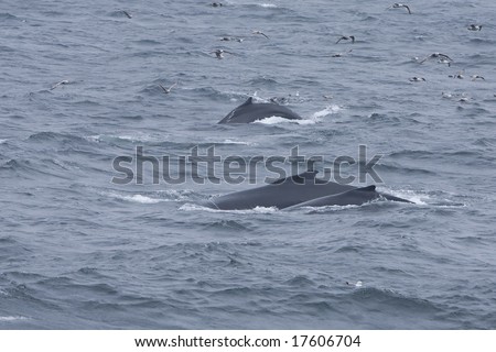 Horizontal image of three humpback whales diving from the surface.