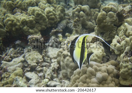Horizontal image of a coral reef in Hawaii under water with a moorish idol fish and sea urchins in the background.