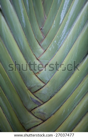 Vertical image of a tropical plant with intertwining leaves.