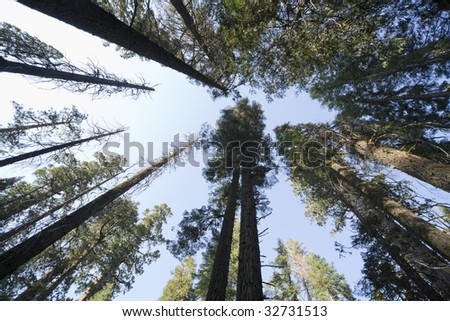 Horizontal wide angle view of a conifer forest above in Yosemite National Park.