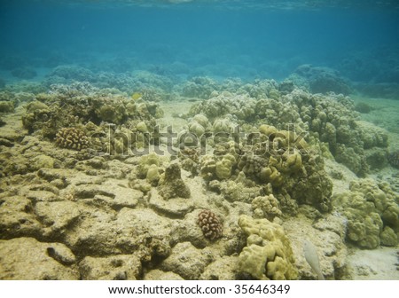 Horizontal image of a tropical coral reef.