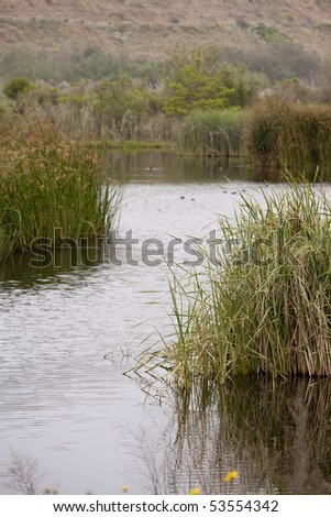 Vertical image of wetlands with reeds on either side of the frame