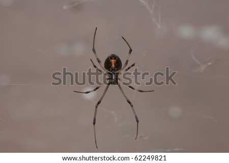 Horizontal image of an immature female Western Black Widow spider.