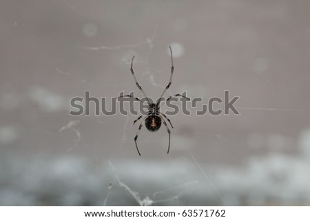 Horizontal image of an immature female Western Black Widow spider.