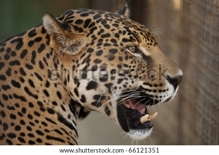 Jaguar Mouth Open