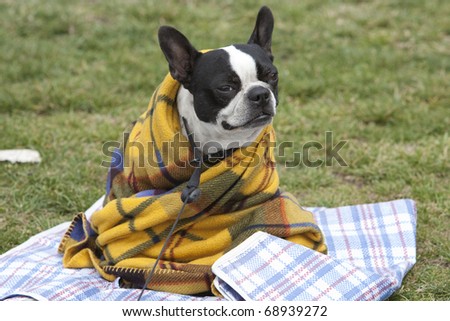 Horizontal image of a cute dog in a blanket