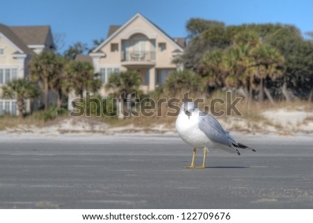 A white shore bird on the sand near a row of luxury Atlantic Ocean beach houses in Hilton Head, SC.