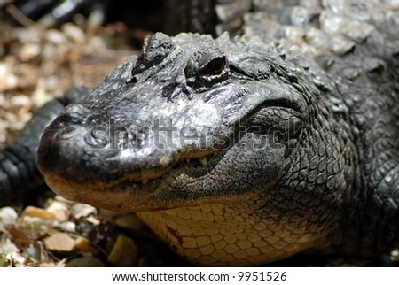 8 Aug Monday,  Kranji 12.57pm (flight filled!) Stock-photo-a-foot-long-alligator-alligator-mississippiensis-genus-alligator-family-alligatoridae-9951526