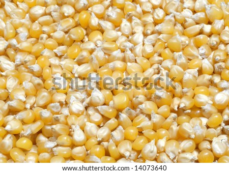 Popping corn:  A plate of popcorn ready for popping.