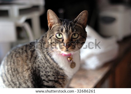 A gray tabby cat with a pink collar.