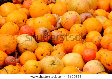 Rotten fruit and vegetables including tomatoes, oranges, and grapefruit.