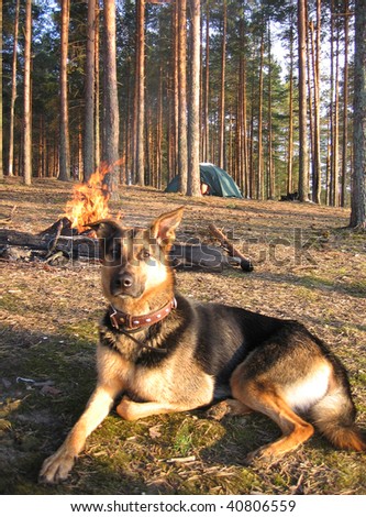 dog near the fire
