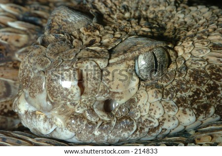 Timber Rattlesnake Headshot Stock Photo 214833 : Shutte