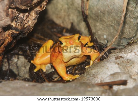 A Panamanian golden frog sitting between rocks