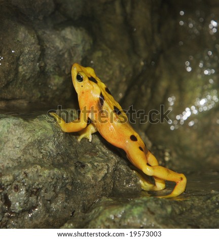 A Panamanian golden frog leaning up against a rock