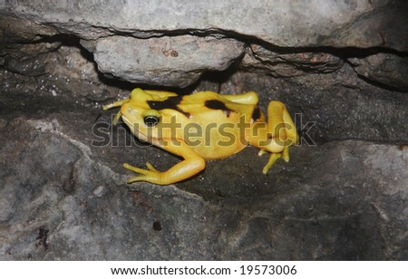 A Panamanian golden frog sitting on a ledge between rocks
