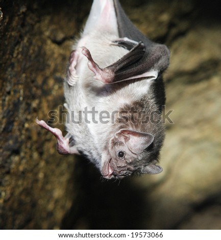 Vampire Bat Hanging