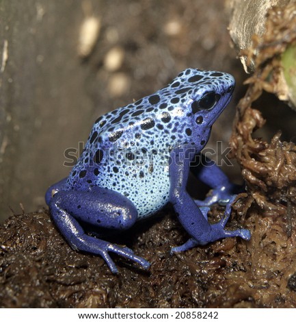A Blue poison dart frog sitting on a branch