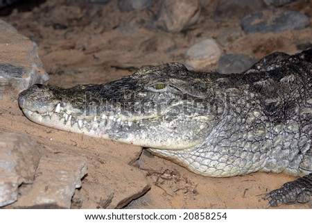Alligator Mouth Closed