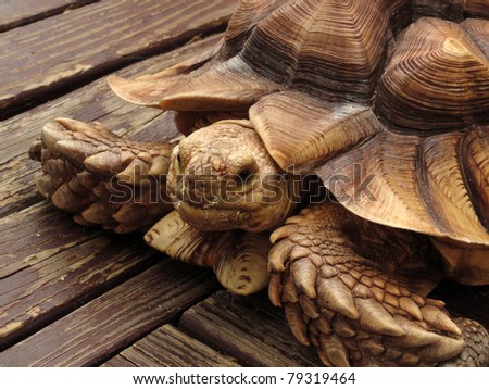 egyptian tortoise