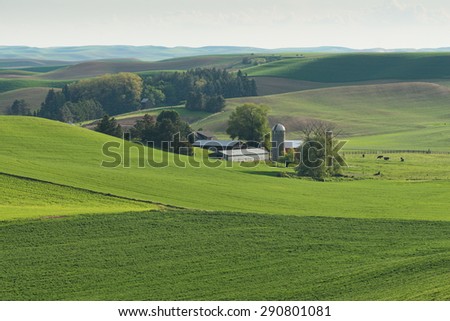 Rolling hills covered in wheat fields, Pullman, Washington
