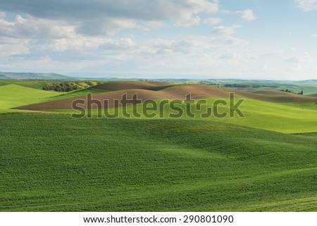 Rolling hills covered in wheat fields, Pullman, Washington