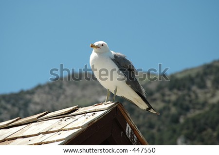 Seagull in profile, Mono Lake, Lee Vining, California
