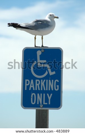 Seagull on Handicapped Parking sign, Baylands Nature Preserve, Palo Alto, California