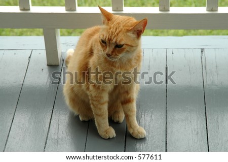 Orange calico cat - soft focus