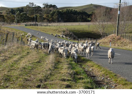 A flock of sheep moving down the road, Hawke\'s Bay, New Zealand