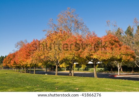 Autumn colors in a Silicon Valley Office Park, Sunnyvale, California