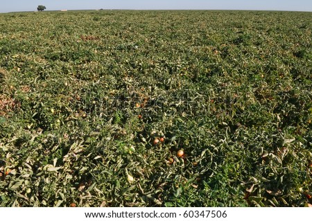 Tomatoes growing on the vine, Central Valley, California
