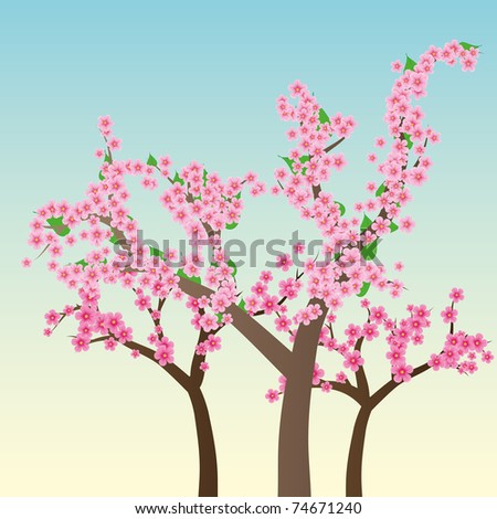 cherry blossom flower background. cherry blossom flower