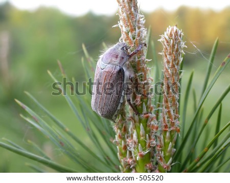 May beetle on a pine