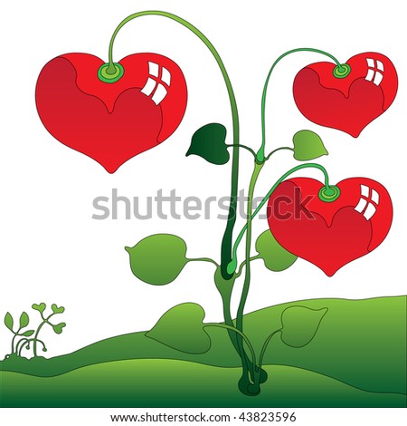lucky heart plant