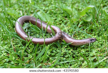A juvenile Anguis fragilis, also known as a slow worm, slowworm, blind worm or glass lizard, and often mistaken for a snake.