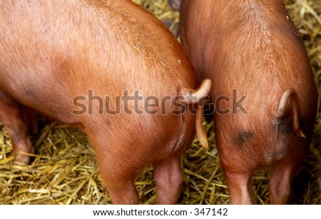 pig tails