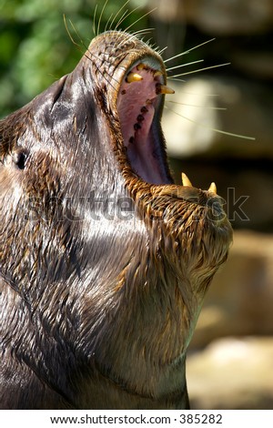 Profile of  Sea lion roaring