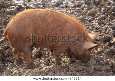 Tamworth pig foraging for food in a frost muddy field