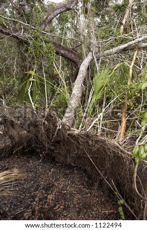 Fallen tree in mahogany hammock, everglades state national park, hurricane wilma devastated the area in 2005 destroying much of the canopy allowing light to reach the ground promoting new growth