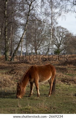 new forest pony bishops dyke near lyndhurst hampshire england uk