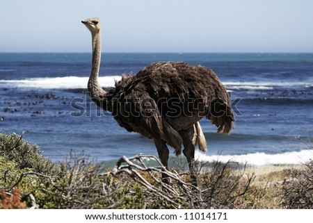 southern ostrich struthio camelus along the roadside at the cape of good hope part of the table mountain national park cape town western cape province south Africa