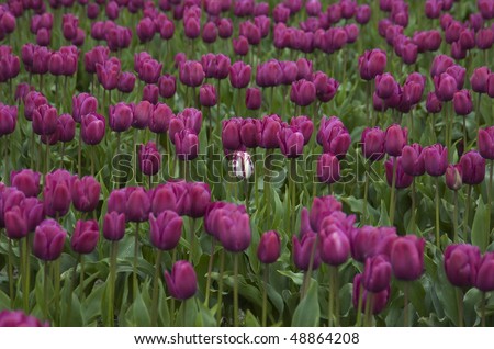 A field of magenta tulips at the Skagit Valley Tulip Festival Washington State. March 2008.