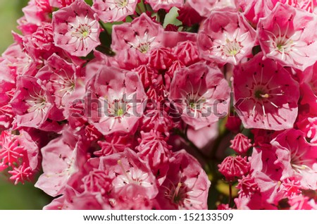 A veritable pink candy bowl of a tree. A flowering mountain laurel.