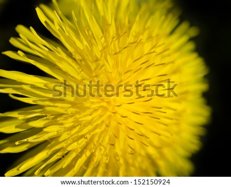 The humble dandelion is really very pretty, up close that is.
