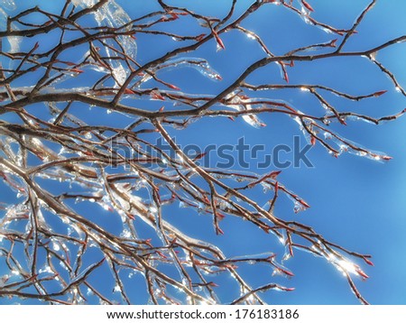 Title kind of speaks for itself. Tree branches covered with ice. It\'s just been a swell winter here in Ontario.